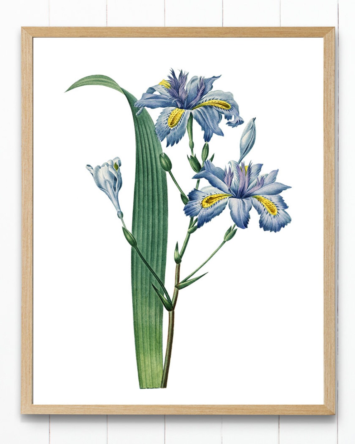 Blue Iris Japonica Vintage Illustration Art Print - Image 4