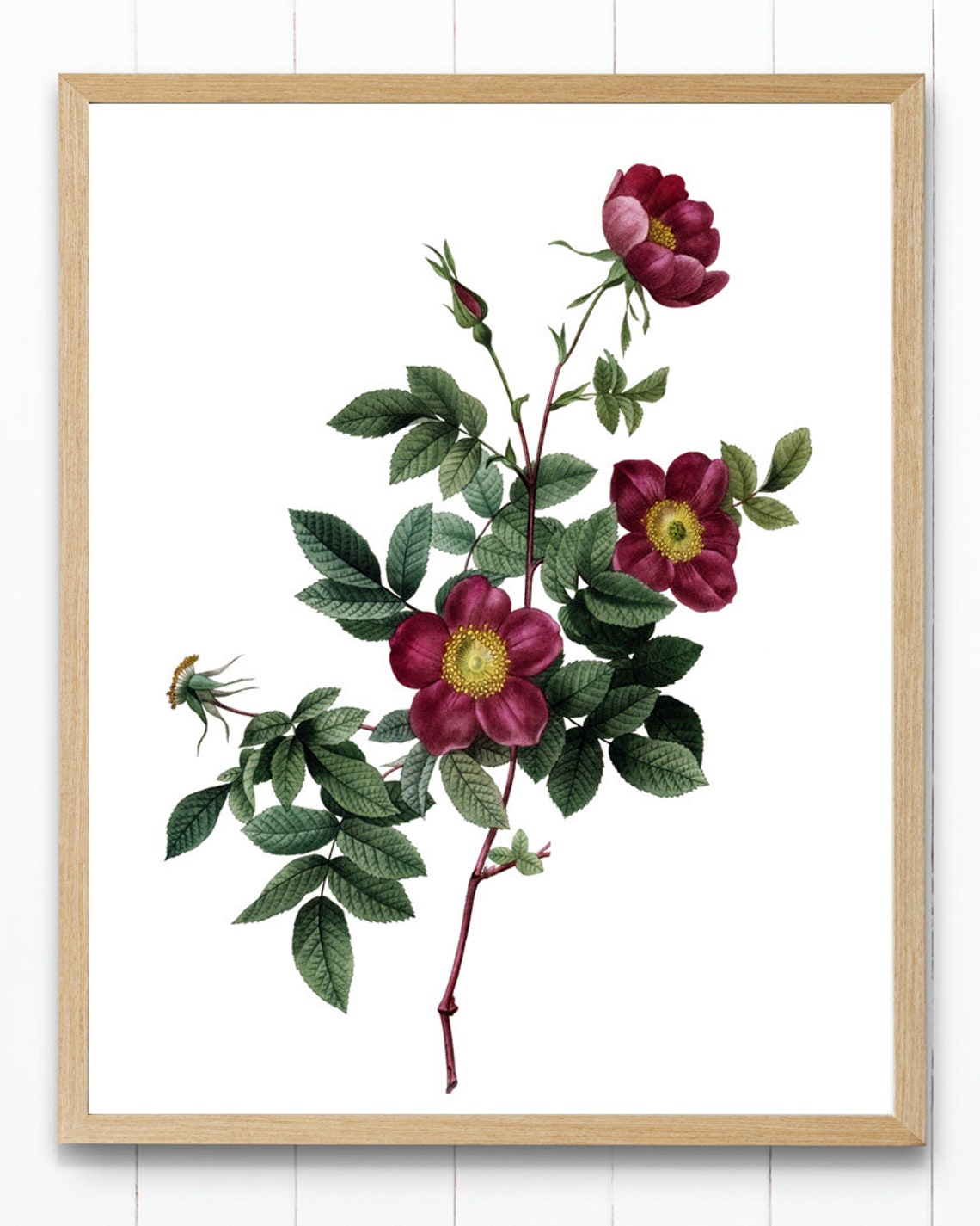 Crimson Alpine Rose Blossoms Classic Vintage Botanical Poster - Image 4