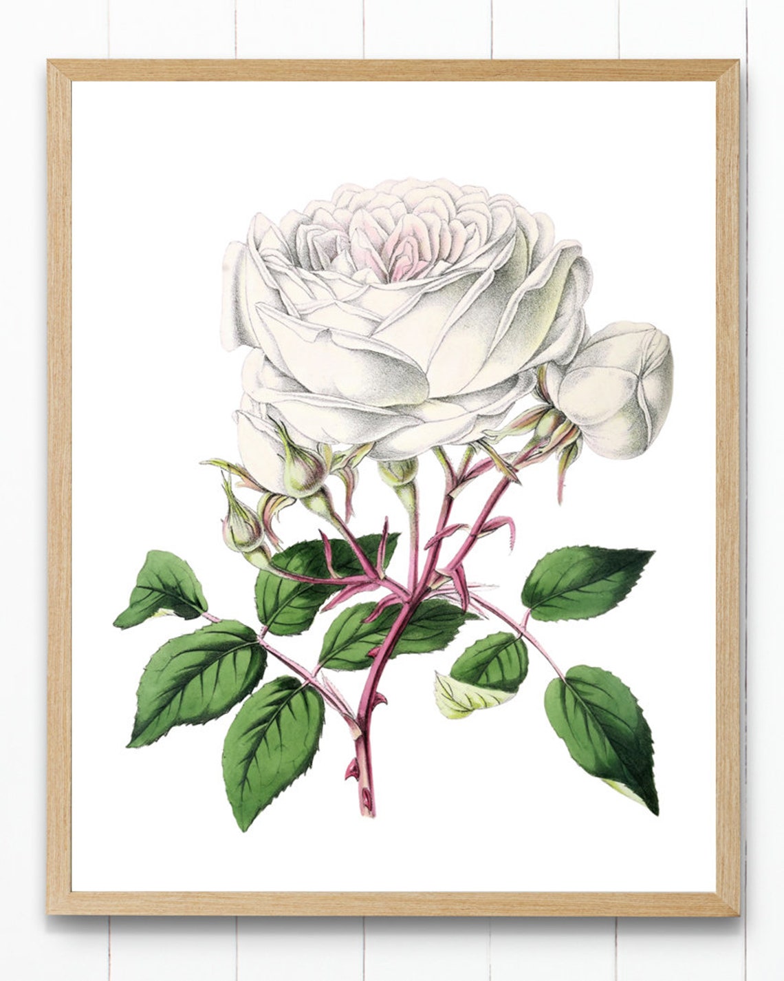 White Blush Rose Bloom with Buds Antique Botanical Study Poster - Image 4