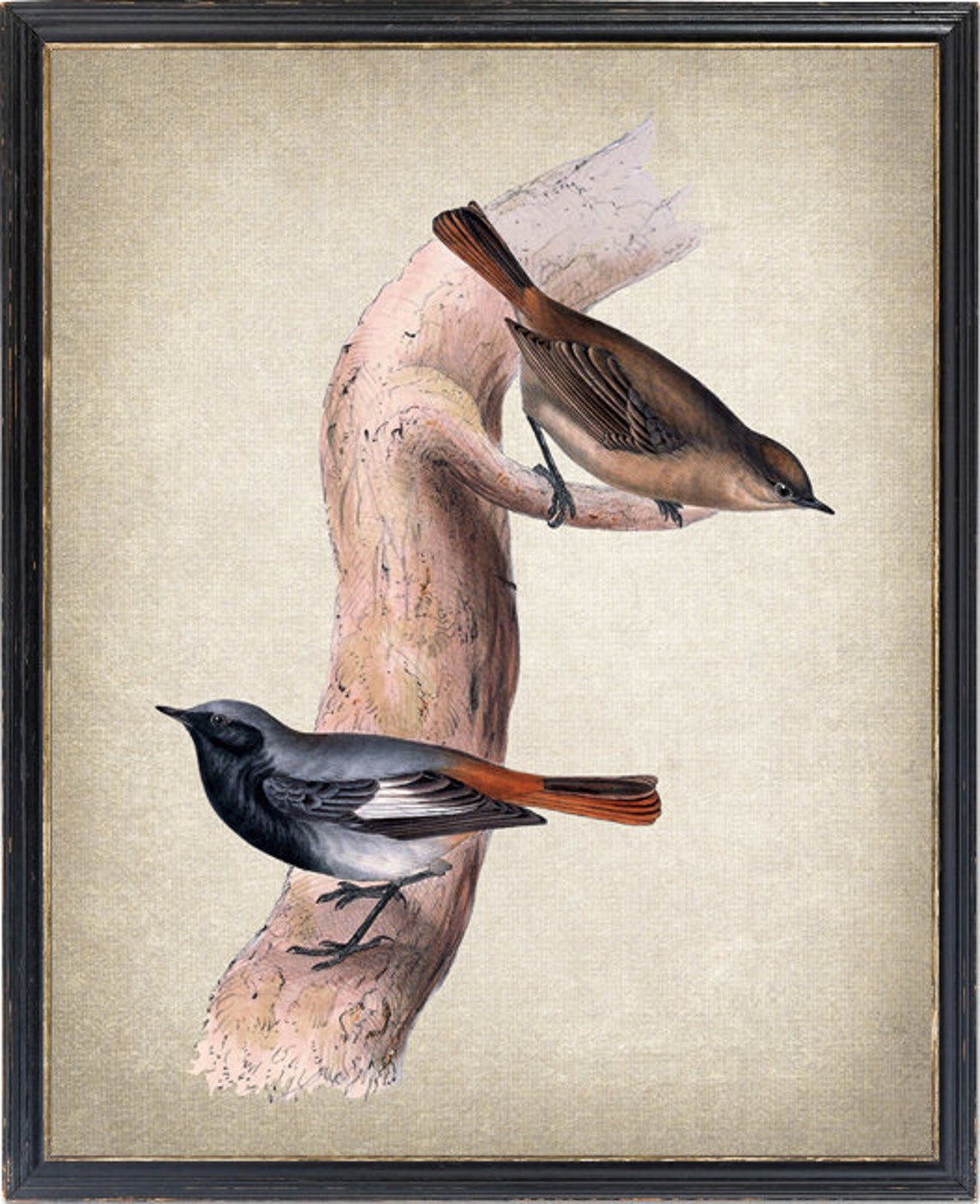 Black Redstart Birds Antique Natural History Bird Art Poster