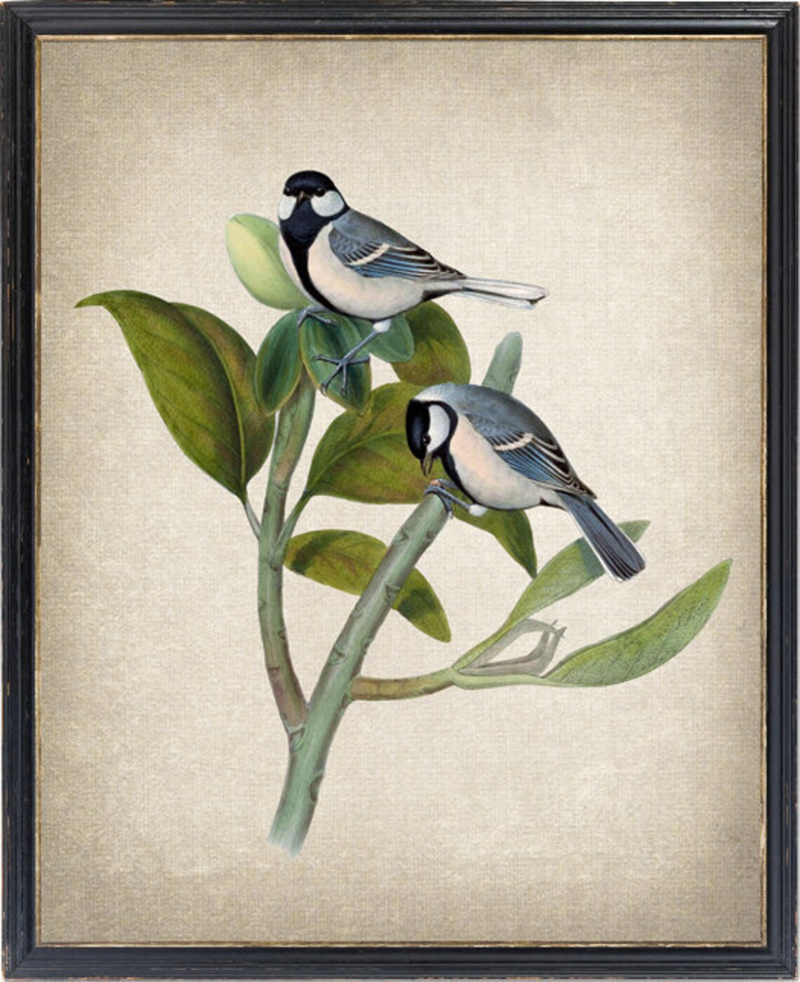Bird And Botanical Vintage Illustration Art Print