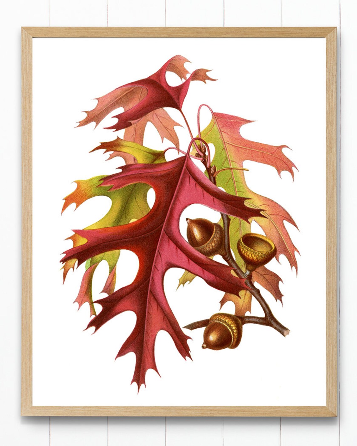 Autumn Leaves and Acorns Vintage Illustration Art Print - Image 3