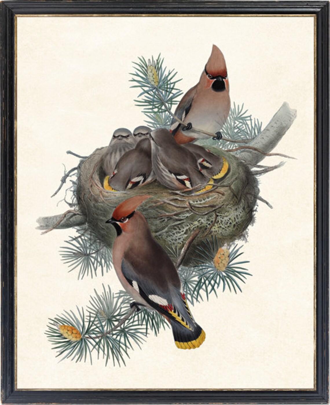Bohemian Waxwing Birds Vintage Illustration Art Print - Image 4