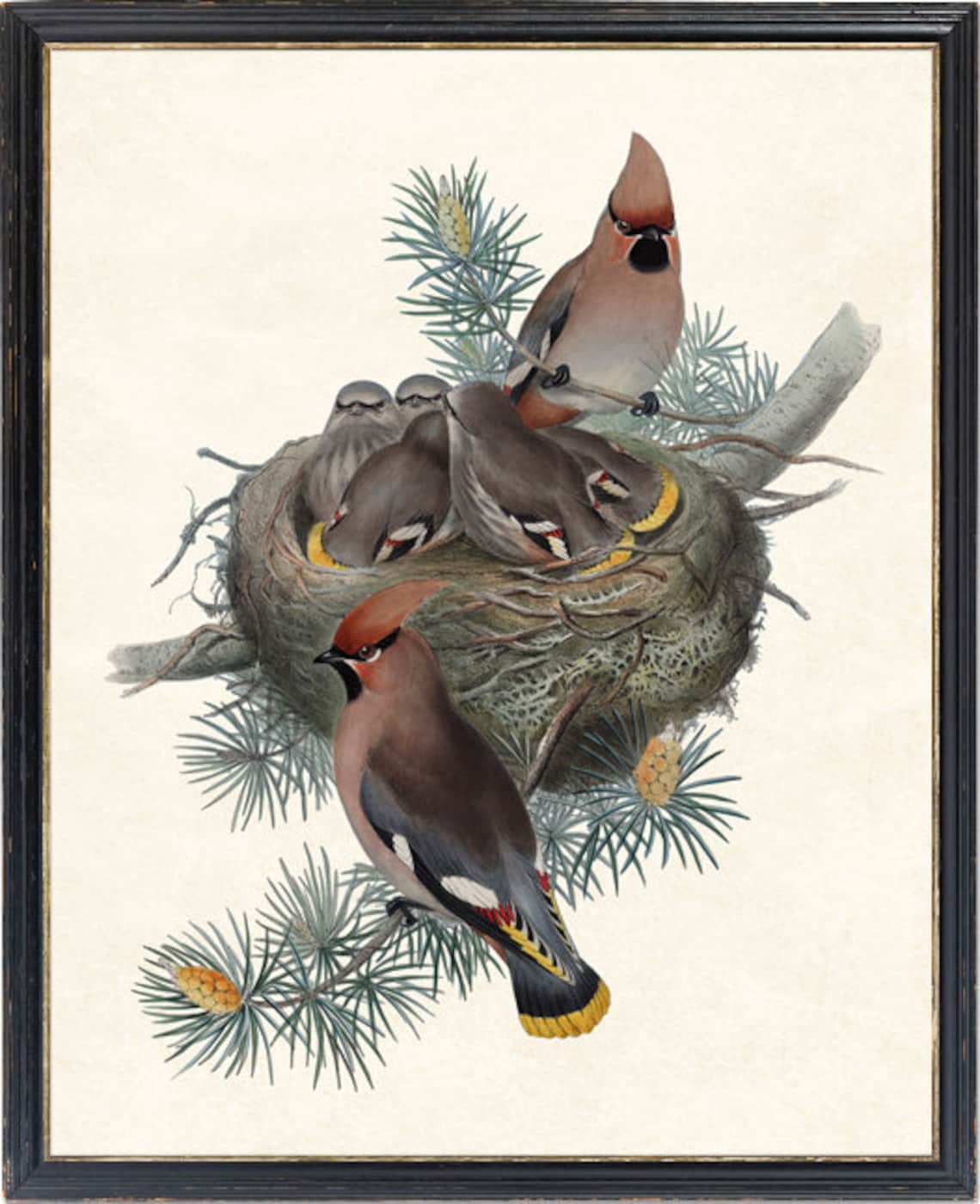 Bohemian Waxwing Birds Vintage Illustration Print - Image 4