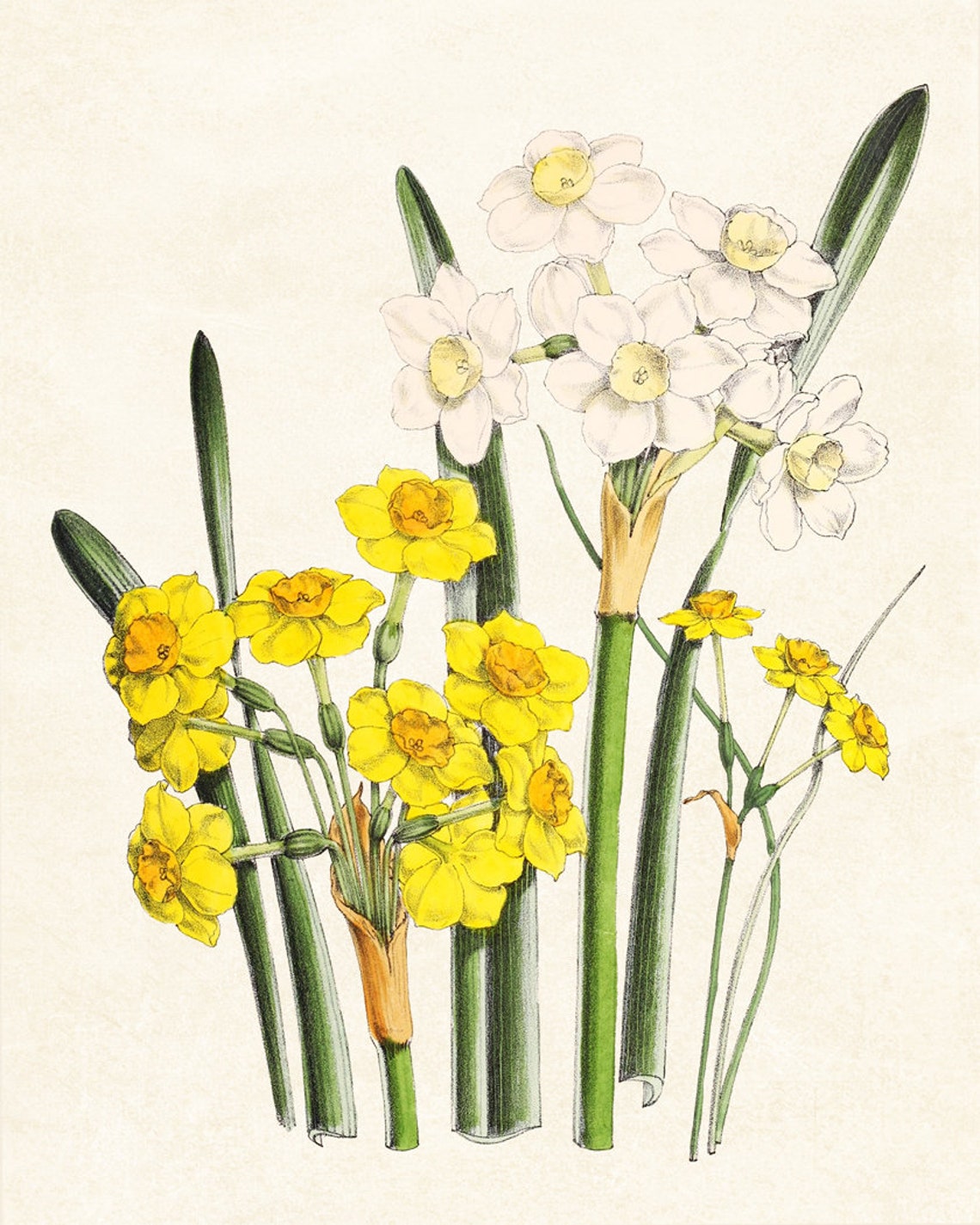 White and Yellow Daffodil Narcissus Flowers Vintage Botanical Poster - Image 3