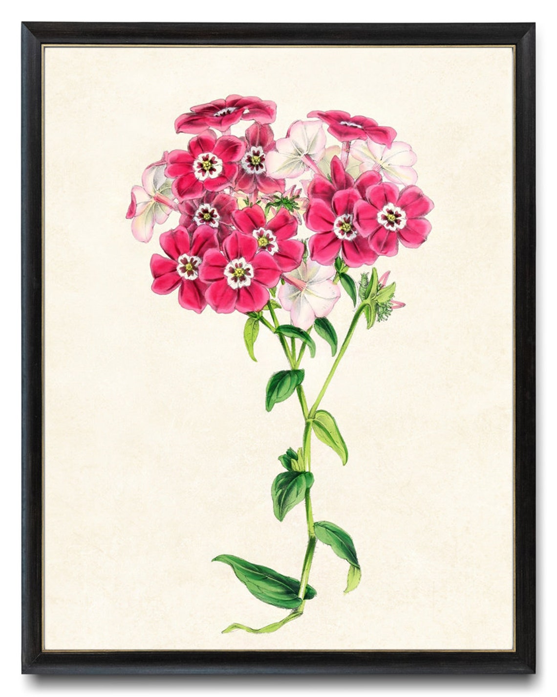 Vintage Pink Phlox Blossom Cluster Botanical Illustration Poster