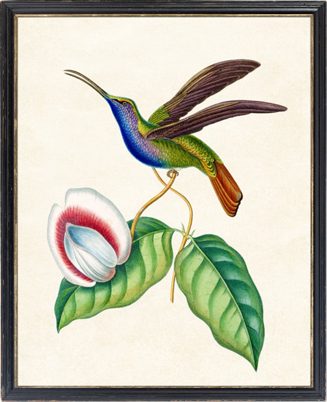 Sickle Wing Hummingbird In Flight Vintage Natural History Bird Poster - Image 4