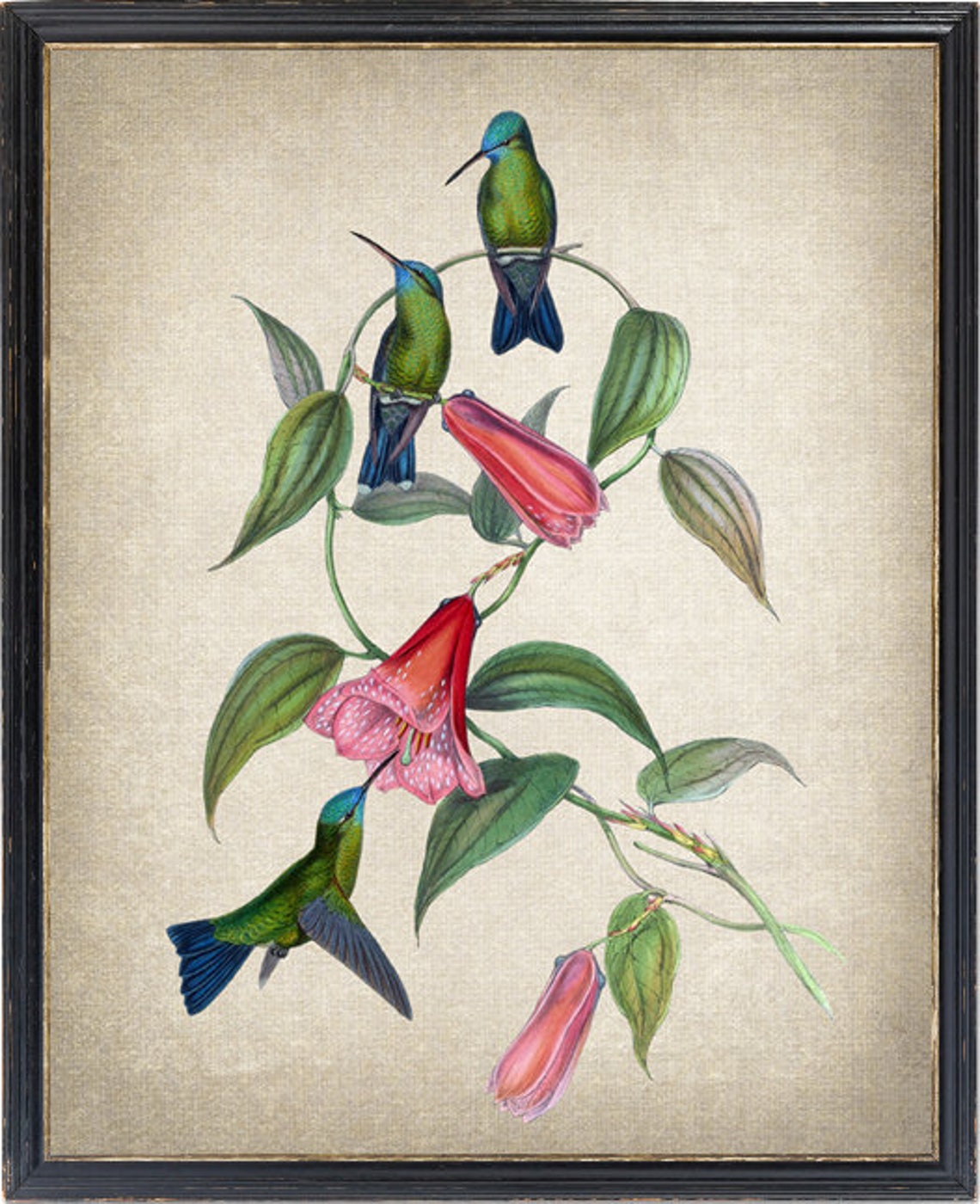 Antique Hummingbird Trio Red Trumpet Flowers Botanical Bird Poster