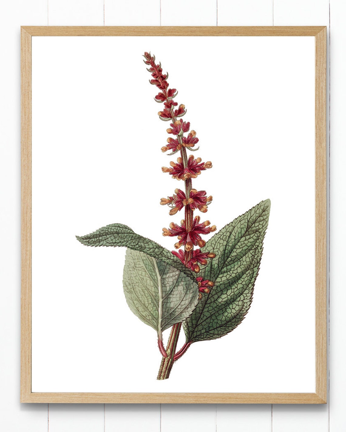 Red Velvet Salvia Spike Vintage Botanical Plant Illustration Poster - Image 4
