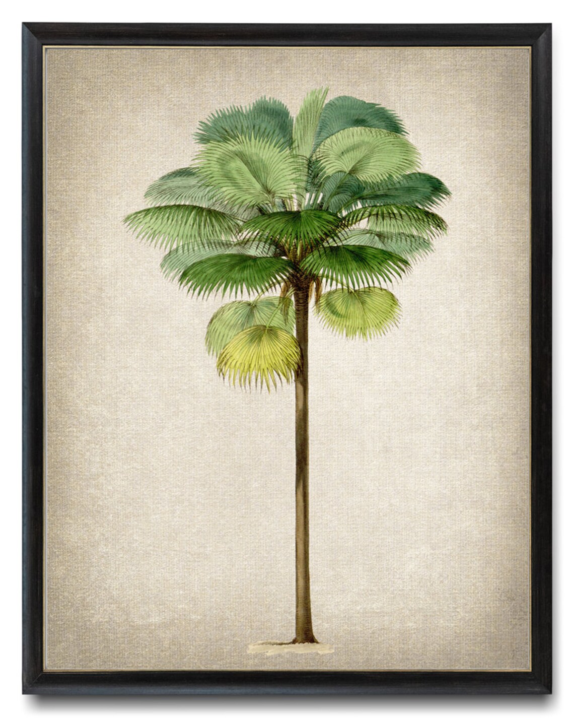 Tropical Palm Tree Antique Illustration Art Print