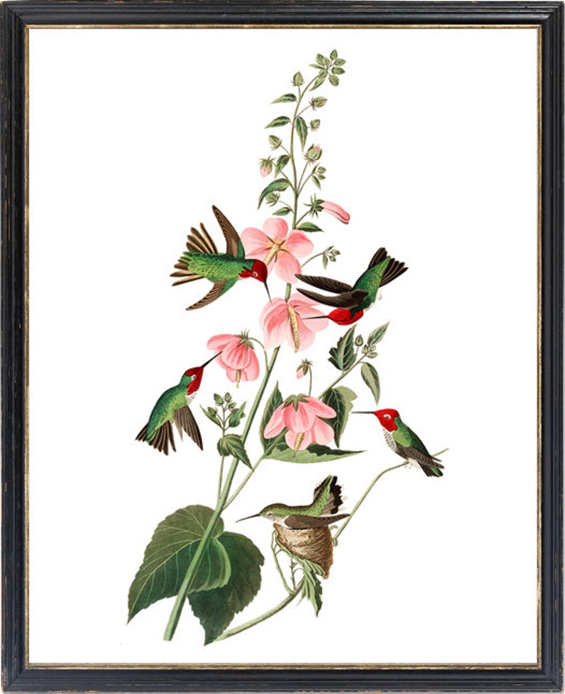 Five Hummingbirds with Pink Flowers Nesting Vintage Illustration Print - Image 3