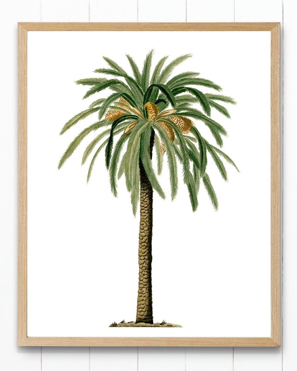 Date Palm Vintage Illustration Art Print, Botanical - Image 3