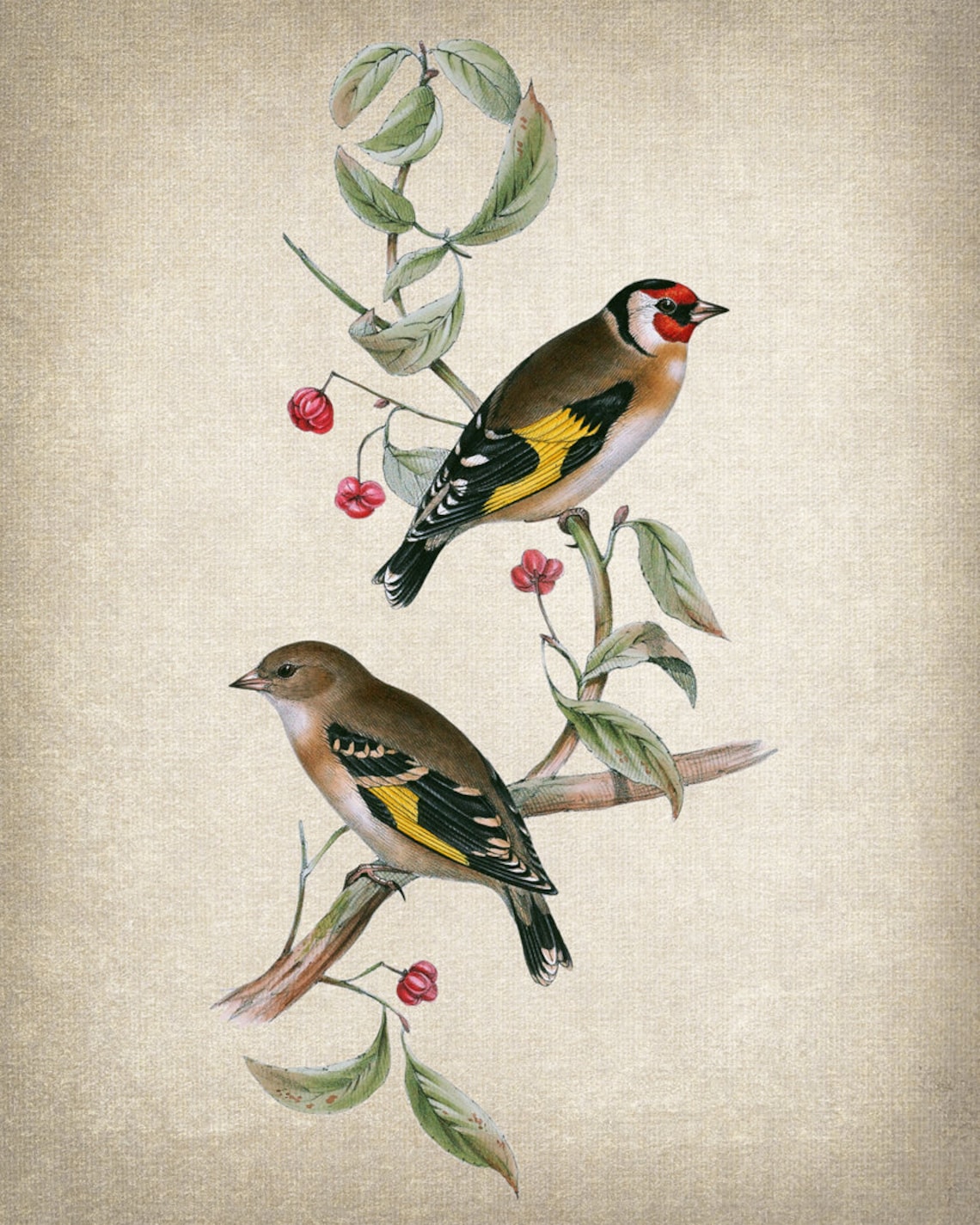 European Goldfinch Pair on Berry Branch Vintage Illustration Print - Image 2