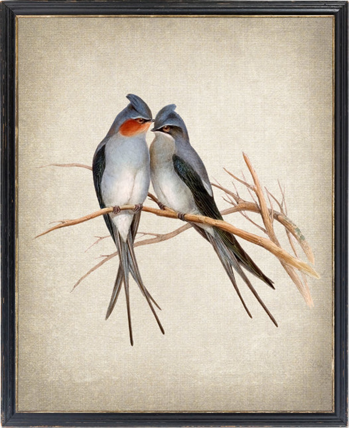 Crested Swallow Pair Perched Vintage Bird Illustration Print