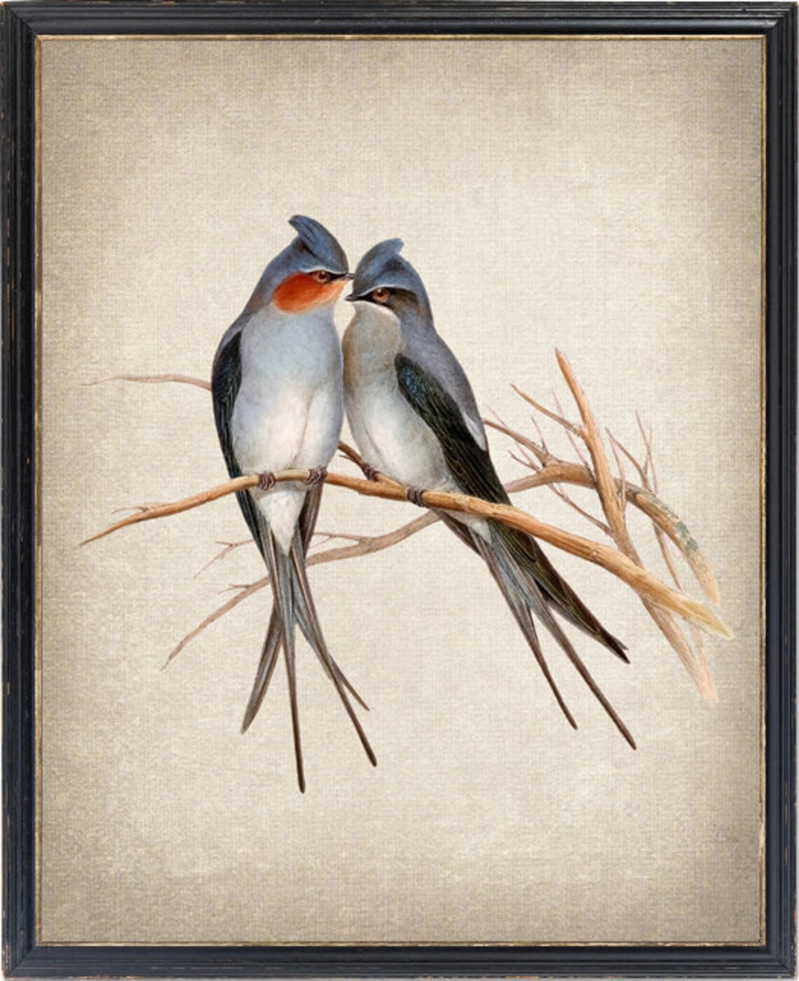 Crested Tree Swift Birds Vintage Illustration Art Print