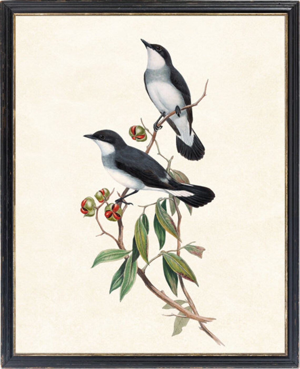 White-Tailed Robin Vintage Illustration Art Print - Image 4