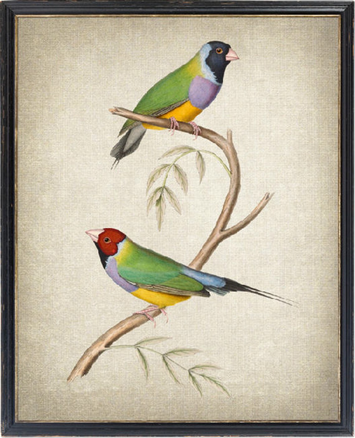 Gouldian Finch Vintage Illustration Art Print