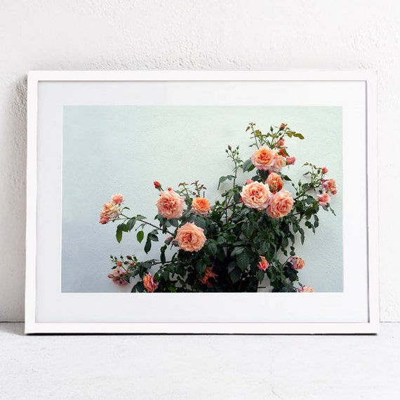 Pink Roses Floral Photography Botanical Art Print