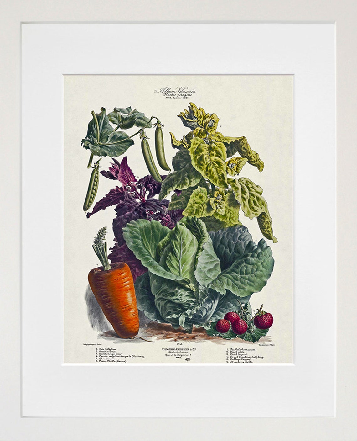 Vilmorin Botanical Vintage Carrot Cabbage Garden Vegetable Poster - Image 2