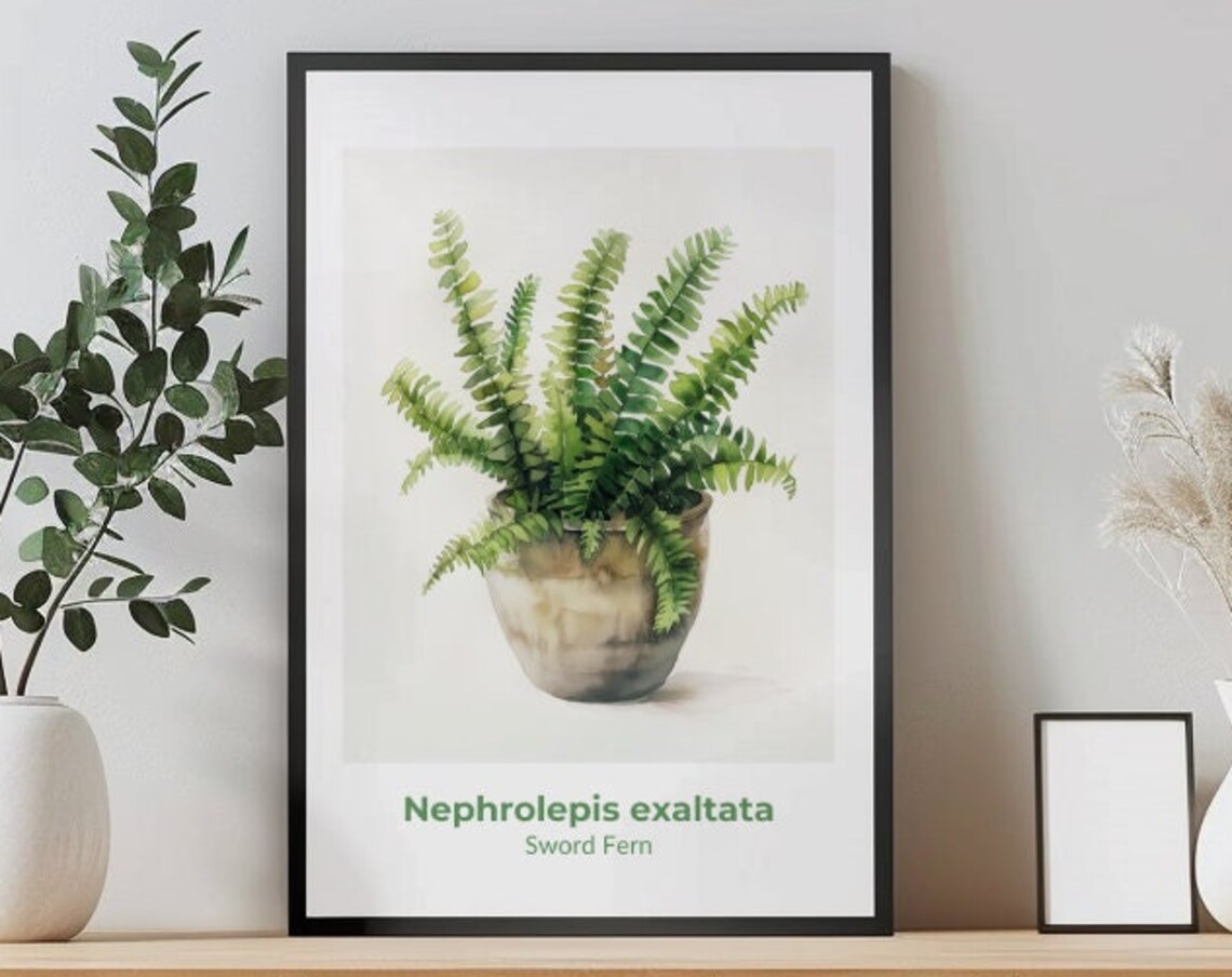 Nephrolepis Exaltata Sword Fern Potted Watercolor Botanical Poster