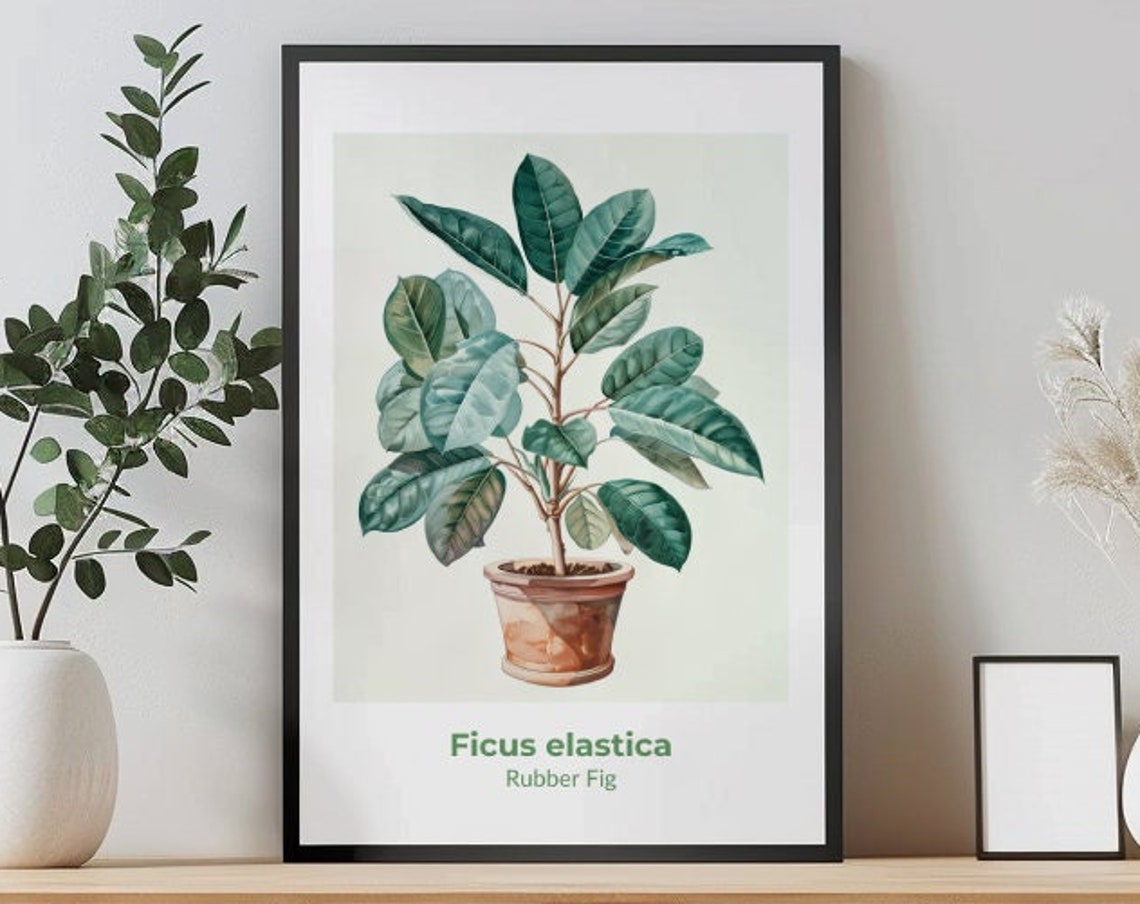 Ficus Elastica Rubber Fig Potted Tree Watercolor Botanical Poster