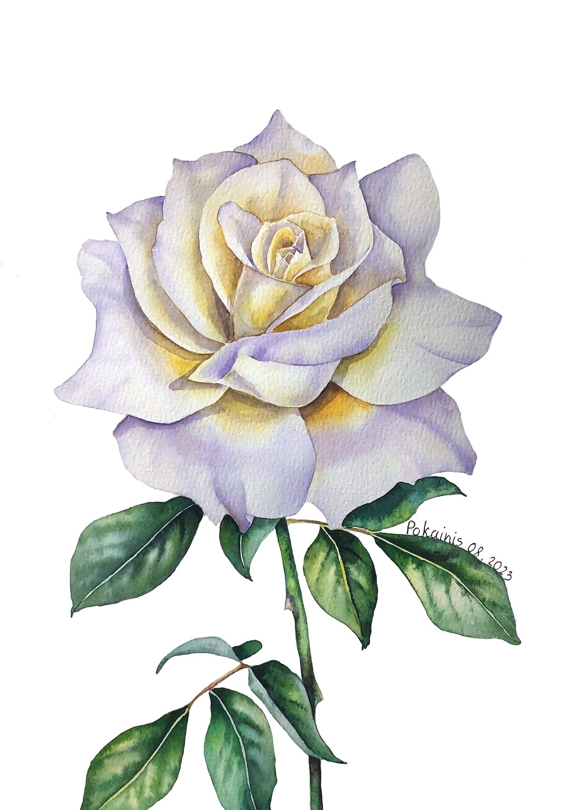 White Rose Watercolor Poster With Cream Bloom And Green Leaves