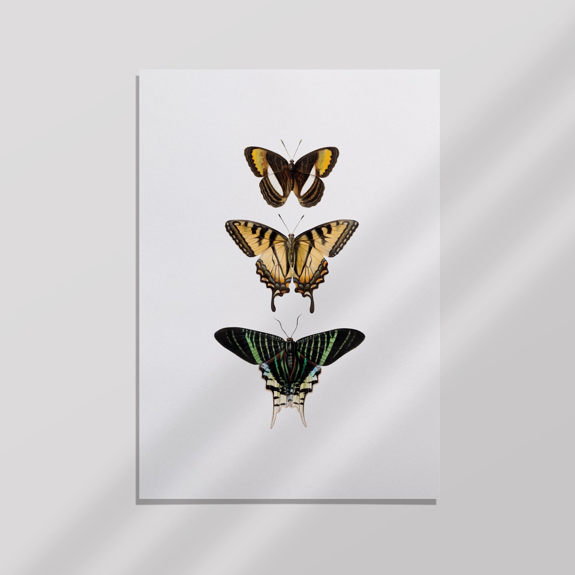 Three Butterflies Vintage Entomology Specimen Swallowtail Art Poster - Image 2