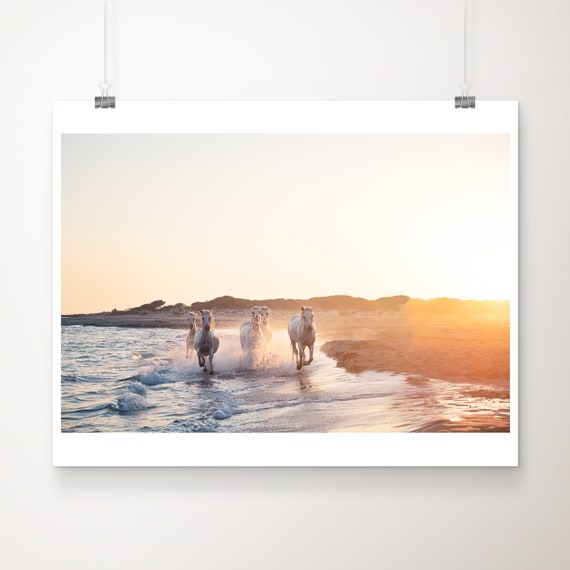 Camargue Horses Print Sunset Galloping Photography