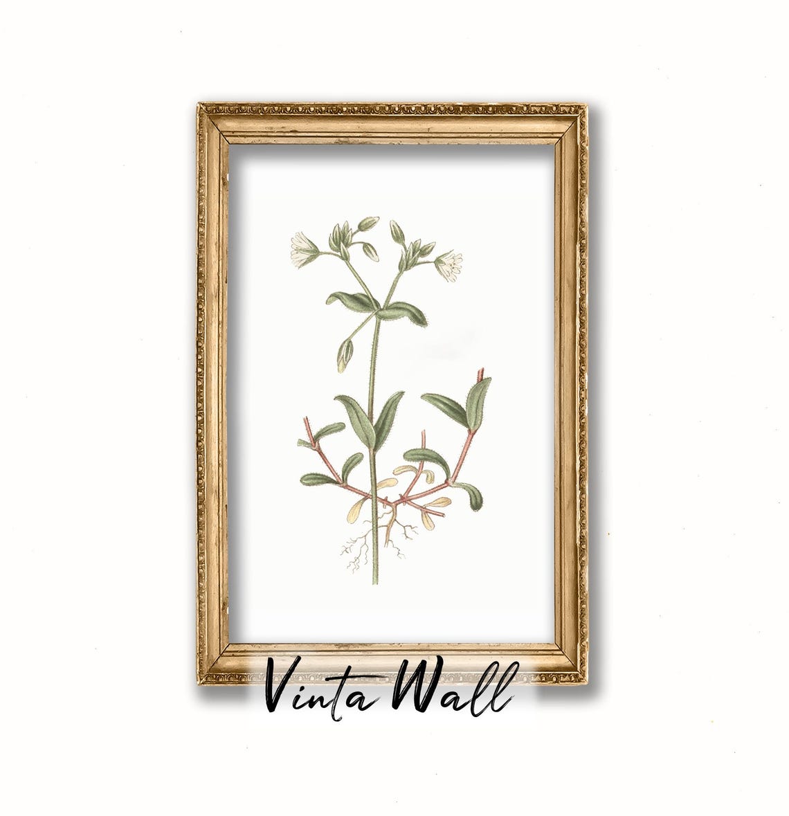 White Wildflower with Fine Roots Vintage Botanical Art Print - Image 4