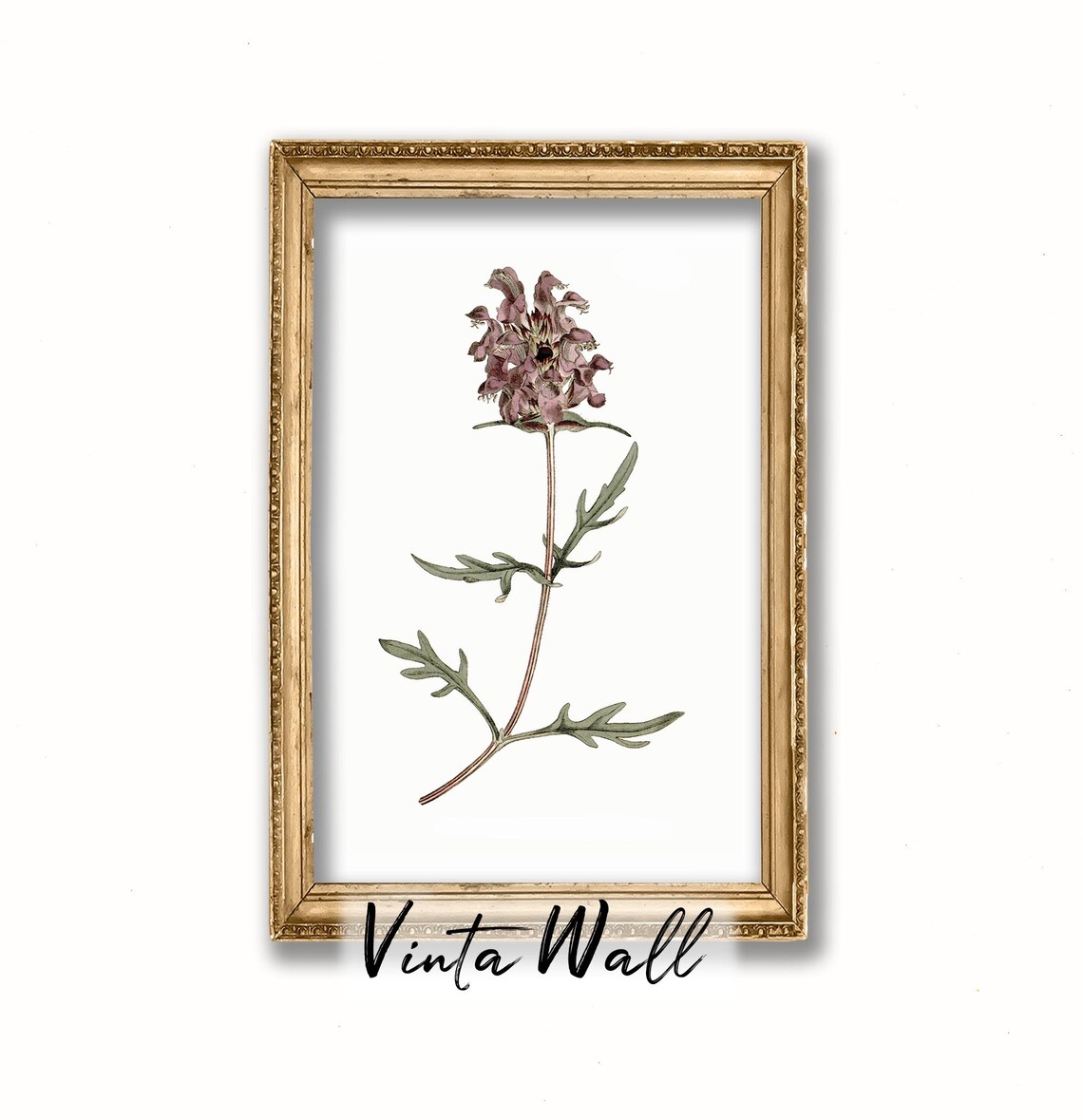 Mauve Pincushion Wildflower Vintage Botanical Illustration Poster - Image 4