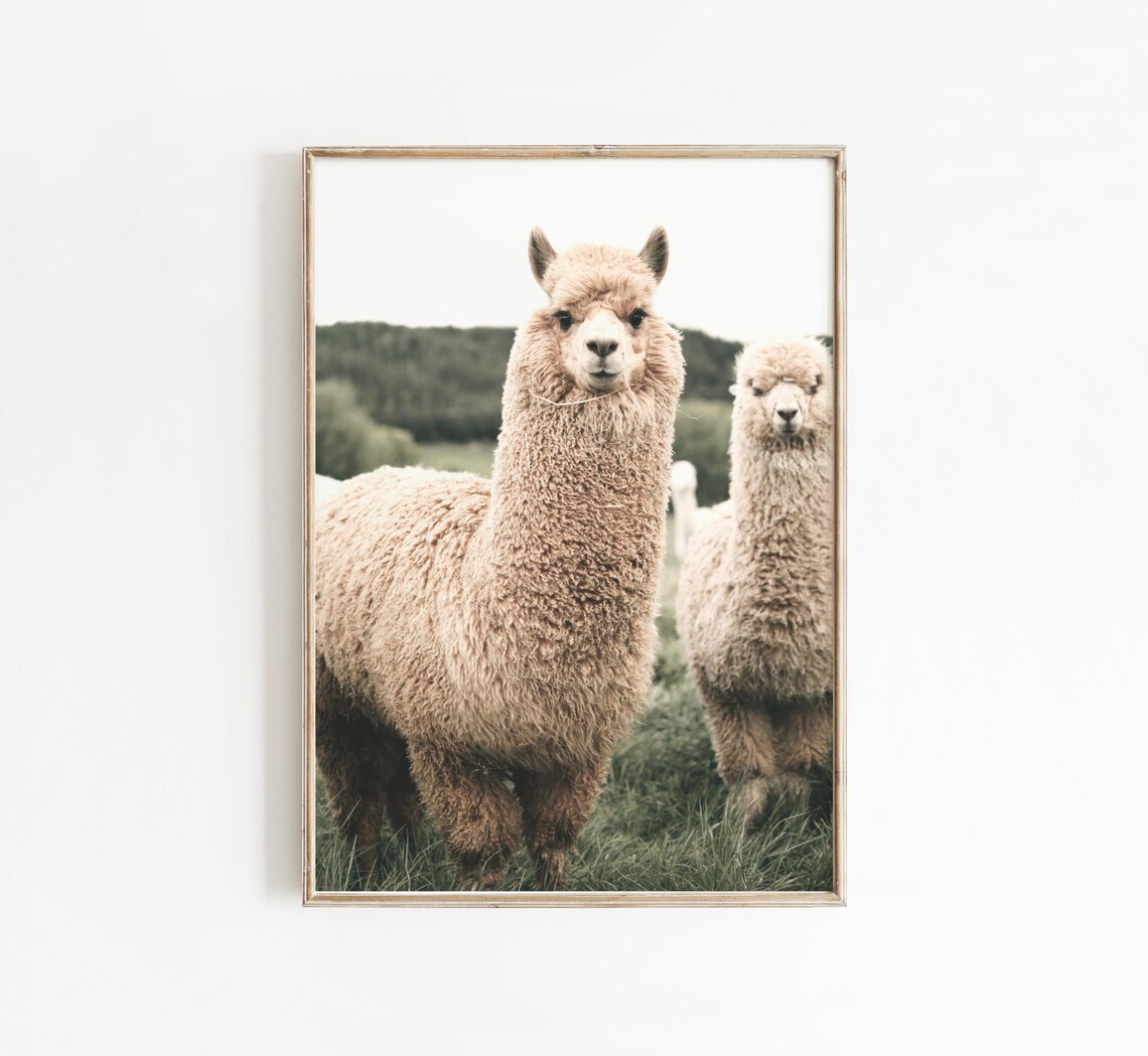 Llama Print, Boho Animal Photography Poster