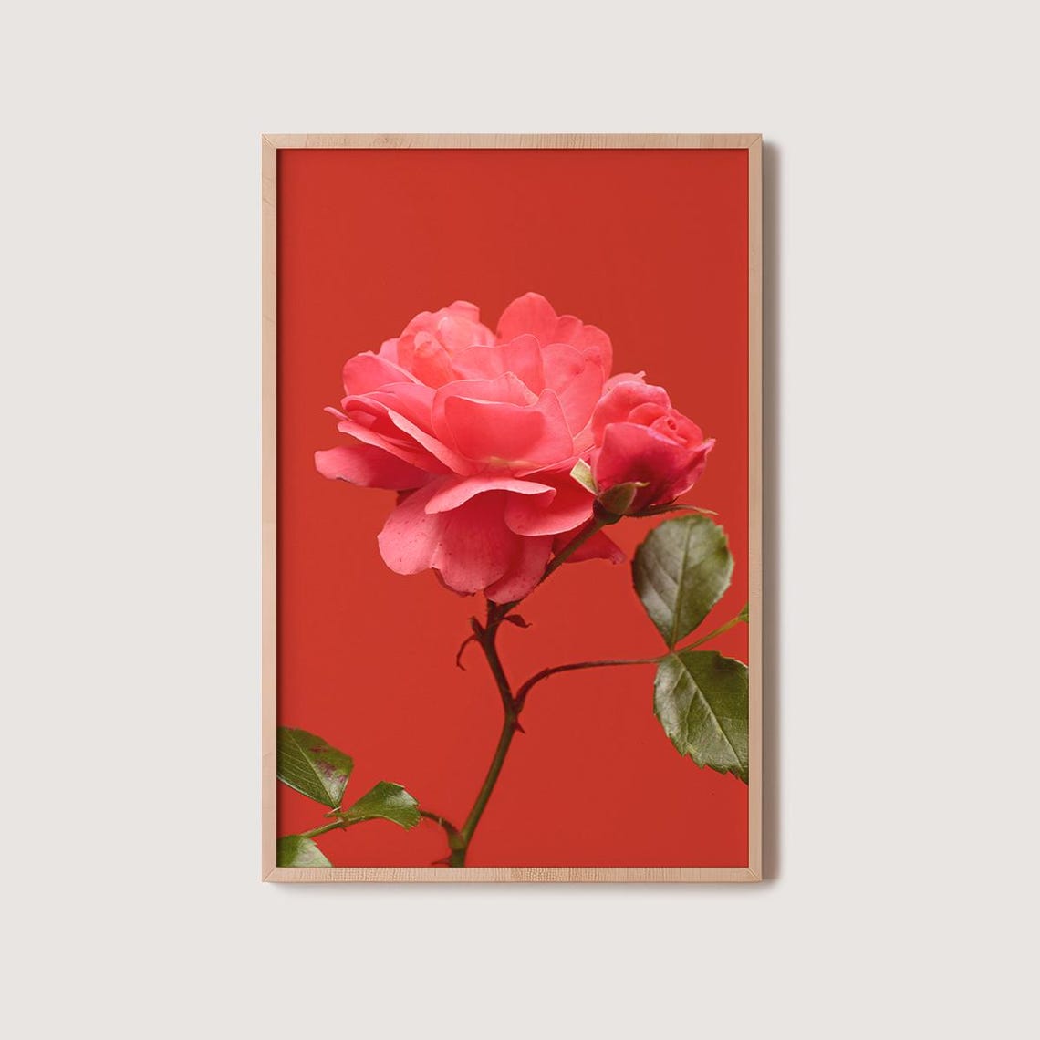 Coral Red Rose Close Up Bold Red Background Floral Photo Poster