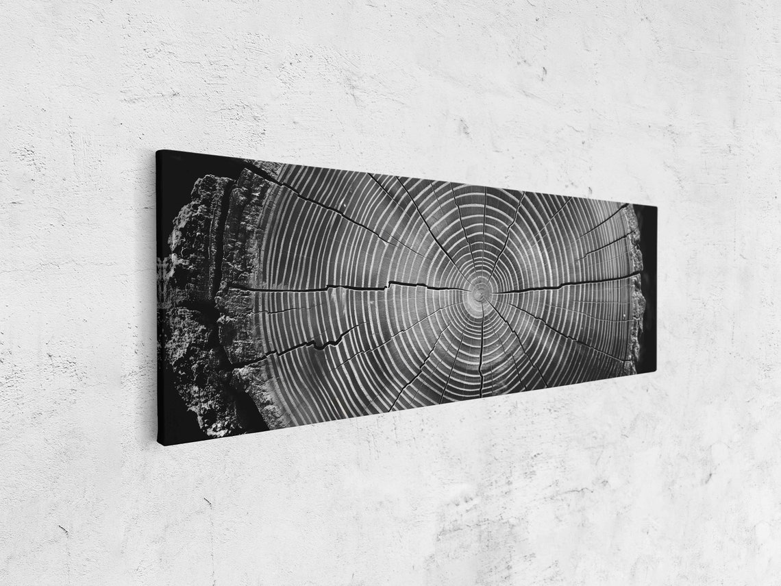 Tree Trunk Cross Section Growth Rings Black White Photo Art Print - Image 4