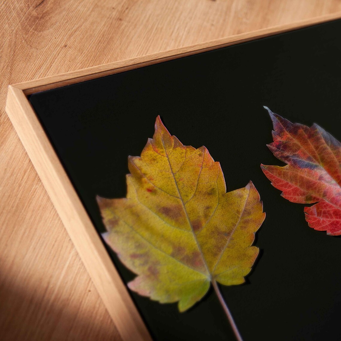 Five Autumn Leaves In A Row On Black Background Nature Photo Poster - Image 2