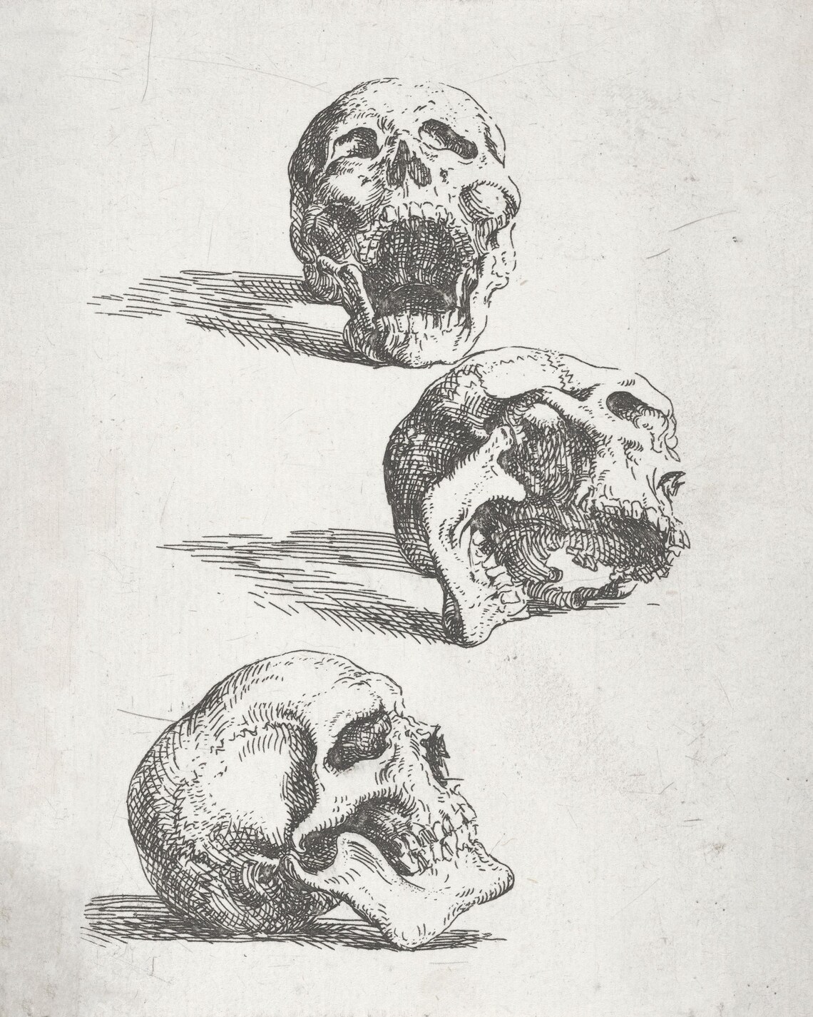 Antique Skull Studies Engraving Gothic Anatomy Three Skulls Wall Art - Image 3