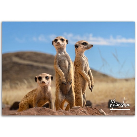 Namibia Desert Meerkats Wildlife Photography Animal Portrait Poster