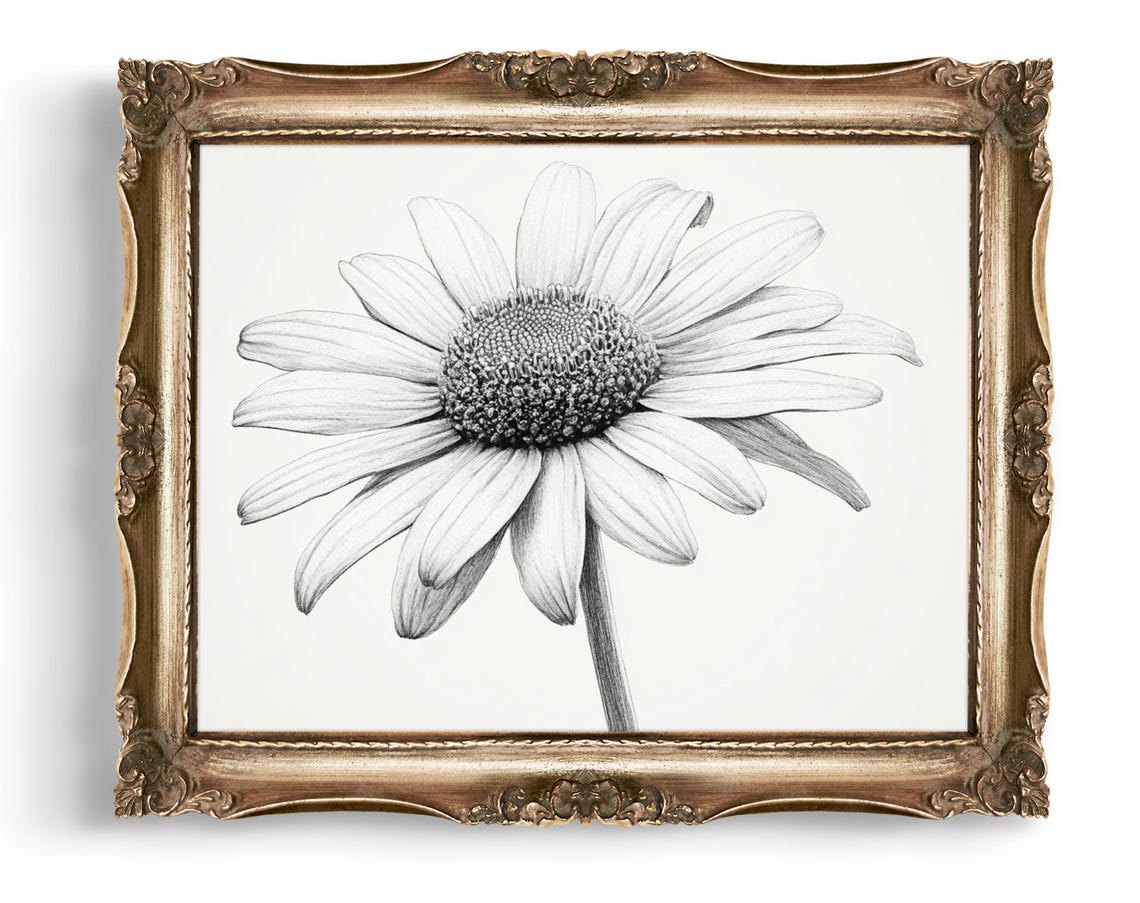 Daisy Flower Pencil Sketch Monochrome Botanical Floral Drawing Poster