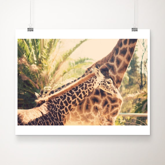 Baby Giraffe Photograph, Nursery Animal