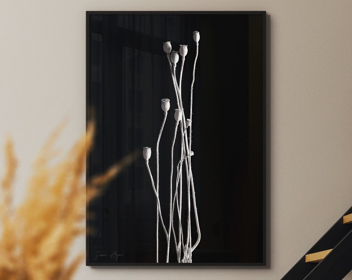 White Dried Poppy Seed Pods Black Background Minimalist Botanical Poster