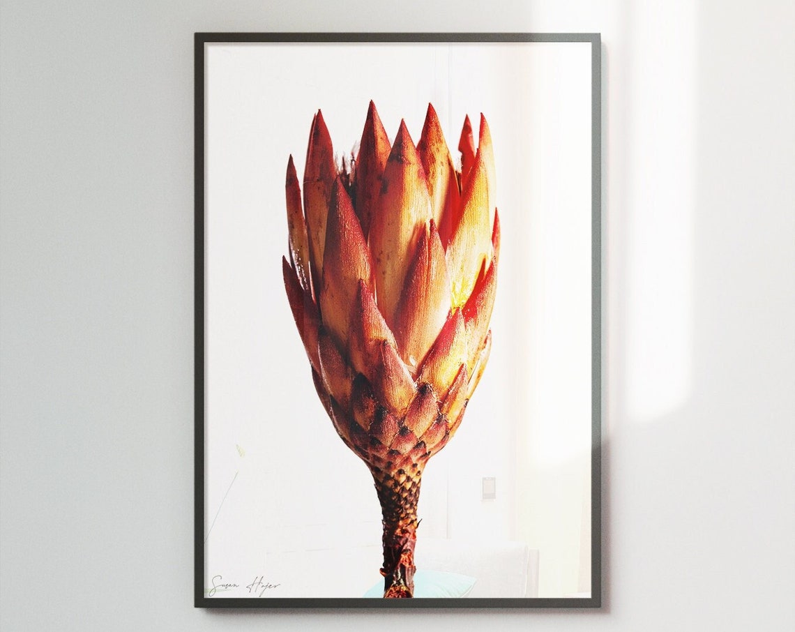 Orange Red Protea Bloom Botanical Photography Minimalist Floral Poster