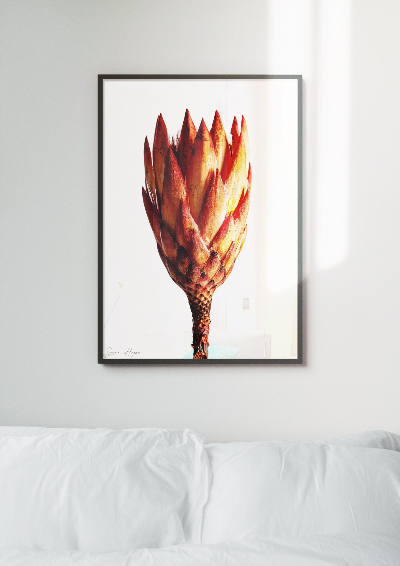 Protea Flower Print Orangered Botanical Art