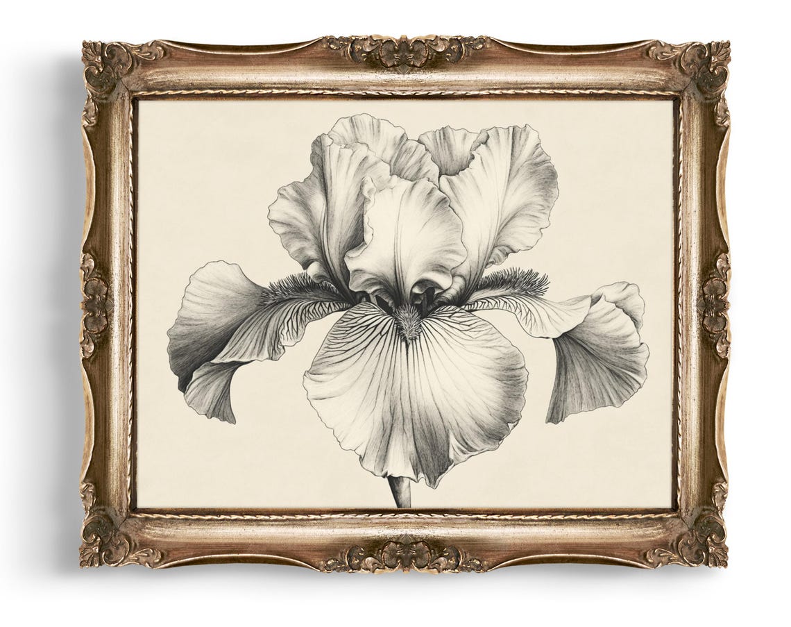 Iris Art Flower Sketch Print Botanical Floral Illustration Wall Home Decor Instant Vintage Style