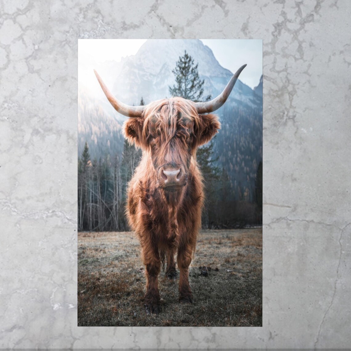 Highland Cow Art Print, Farmhouse Modern Animal Decor