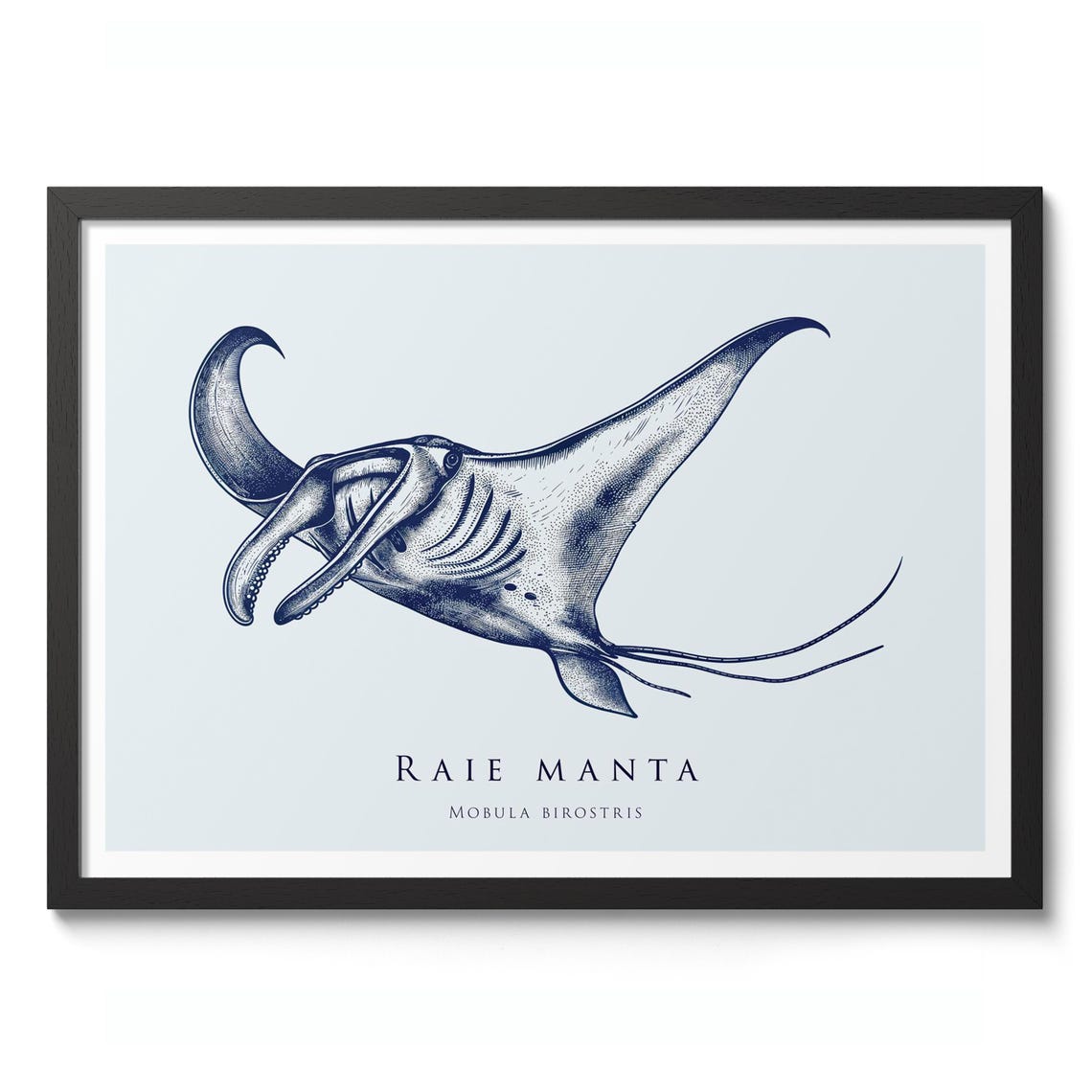 Manta Ray Navy Blue Vintage Marine Biology Engraving Art Poster