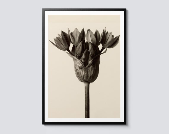 Allium Ostrowskianum Vintage Flower Art Print
