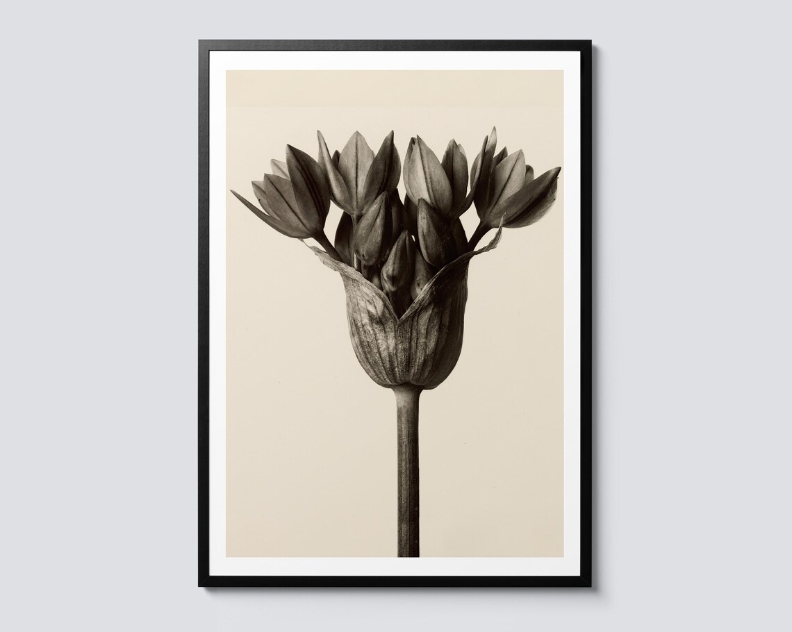 Allium Ostrowskianum Vintage Flower Art Print