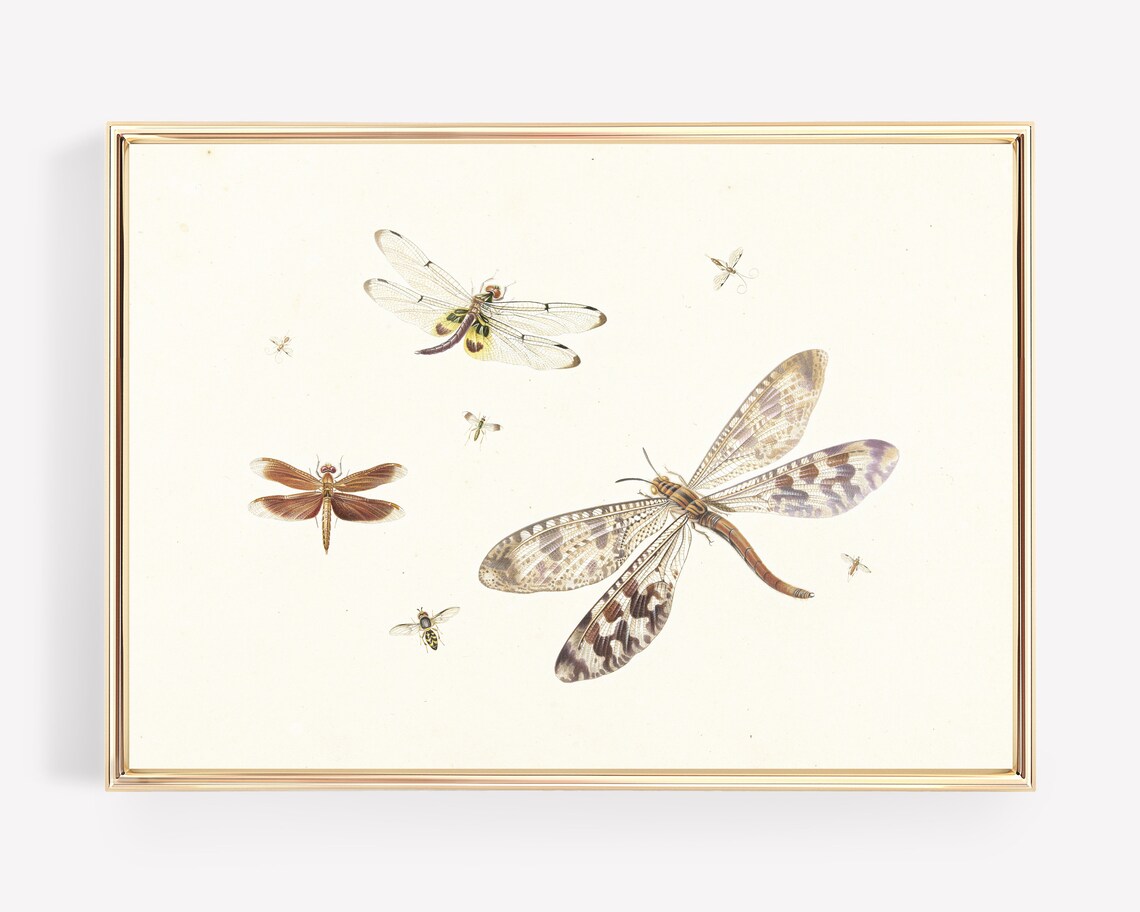 Vintage Dragonfly Illustration Natural History Insect Art Print