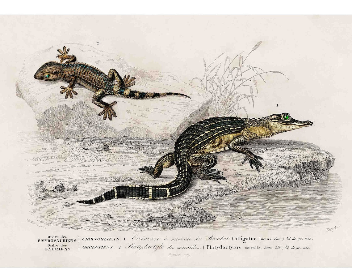 Vintage Caiman and Gecko Natural History Illustration Poster