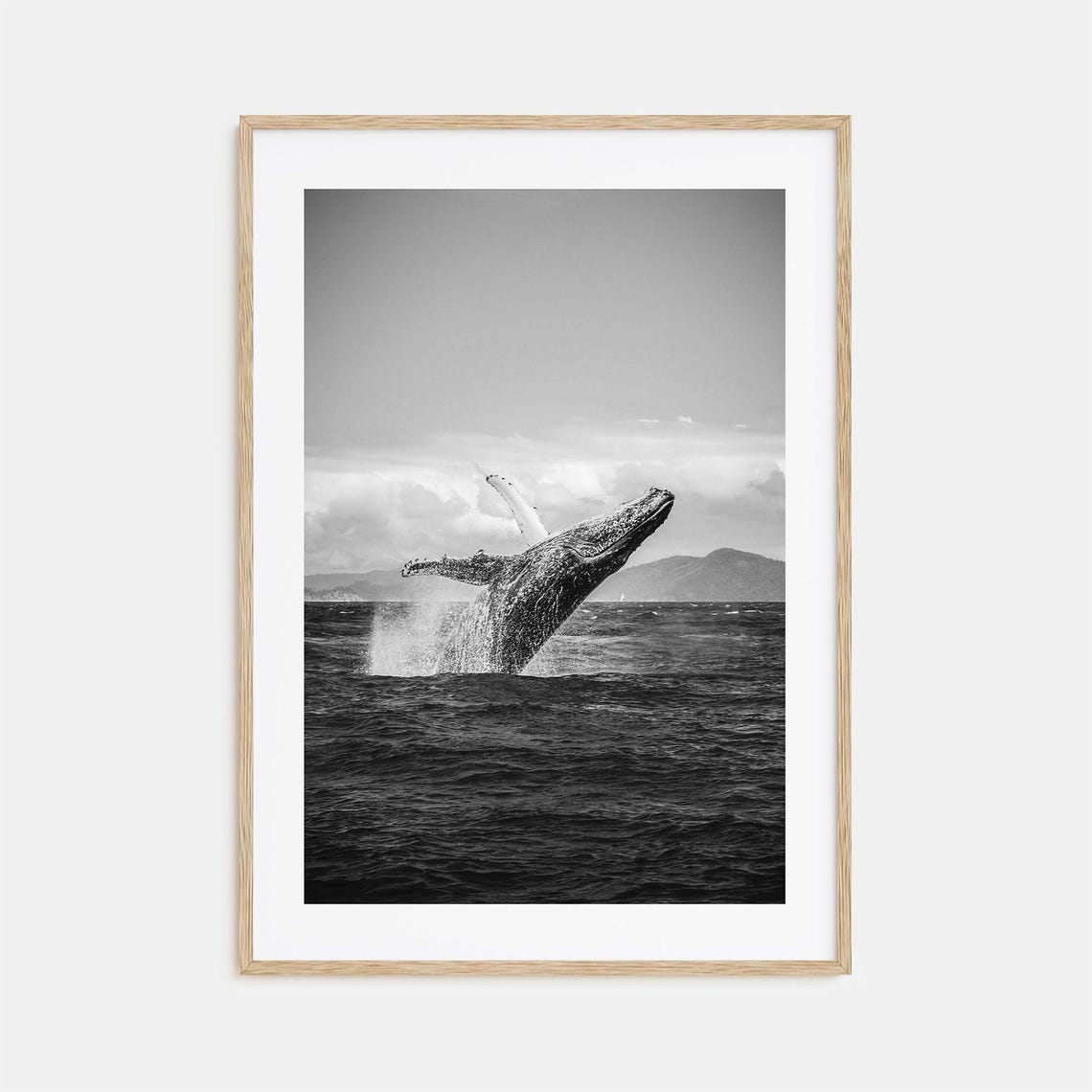Humpback Whale Breaching Ocean Leap Dramatic Black and White Poster