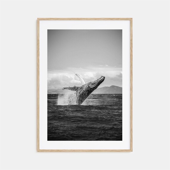 Whale Photo Poster Print No 2 Whale Black And White Wall Art Whale Wall Photography Whale Travel Whale Map Poster